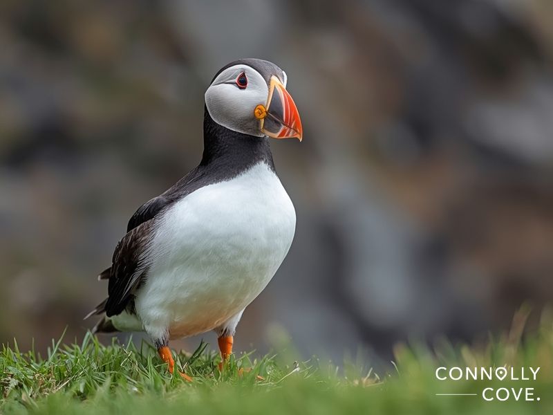 Atlantic Puffin on Skellig Michael during breeding season, showing the distinctive colorful beak and orange feet