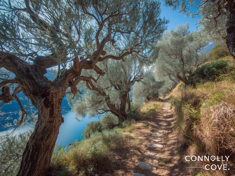 Sentiero dell'Olivo olive grove trail descending from Monte Brè to Gandria with Lake Lugano views