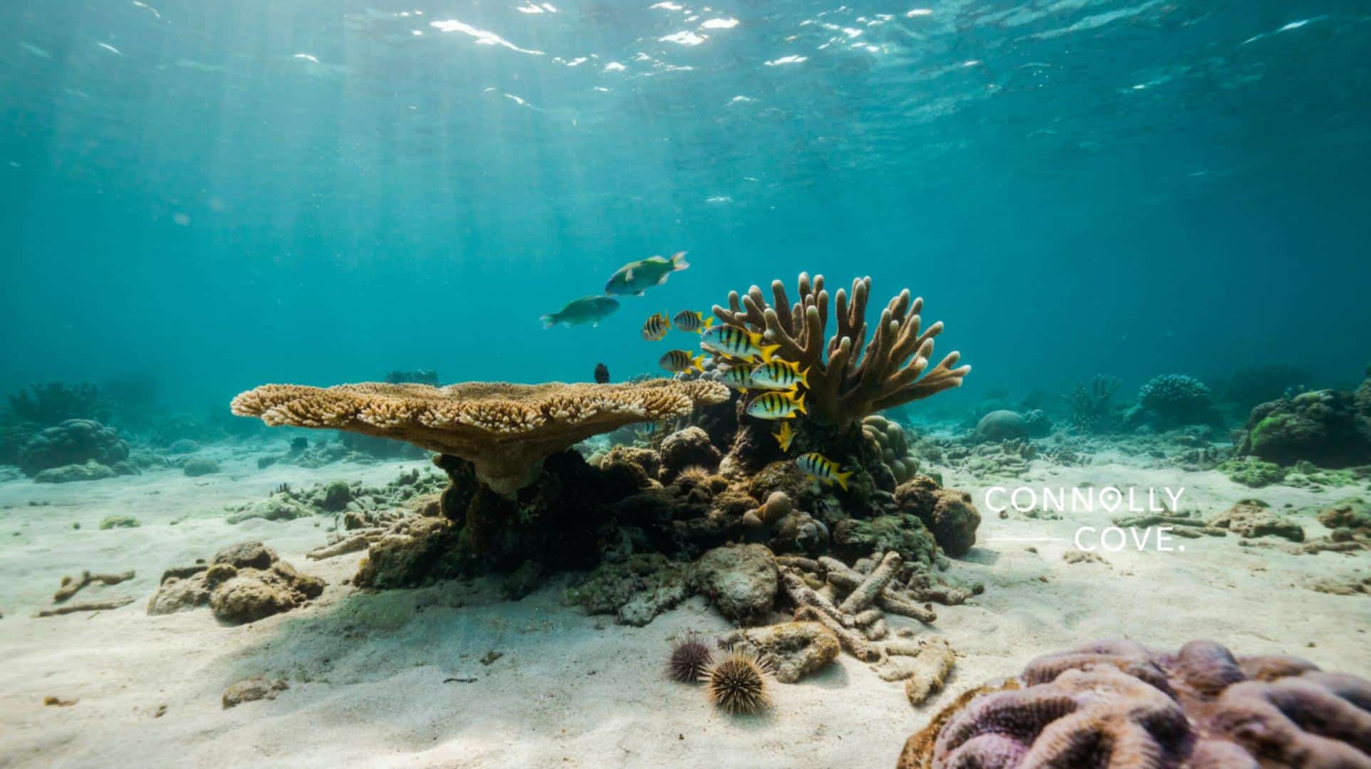 Coral reef underwater with colourful fish swimming around, sunlight streaming through clear blue water, and CONNOLLY COVE text visible on the sandy ocean floor—reminiscent of the vibrant marine life found in the Great Barrier Reef.