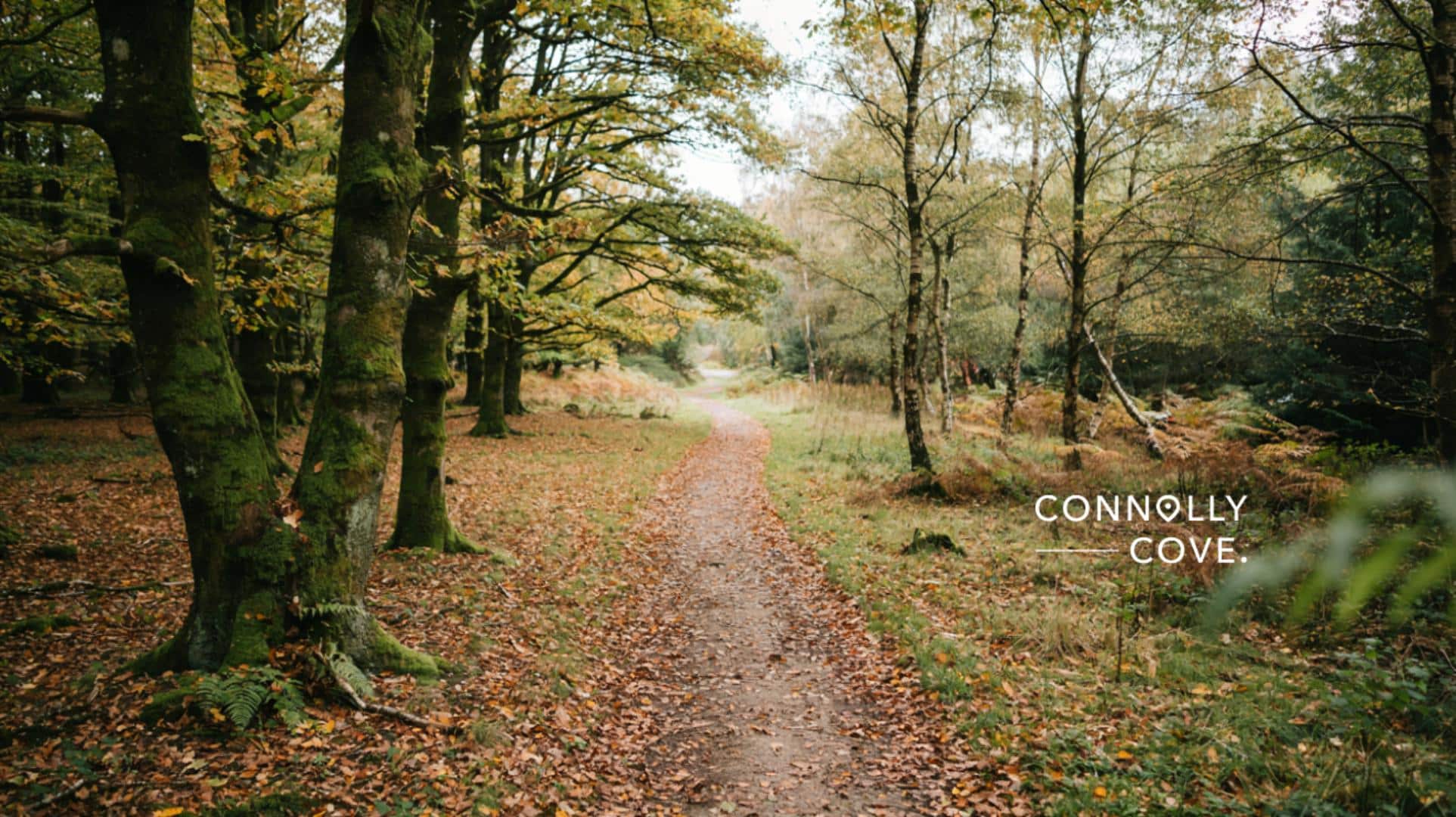 Exploring Ireland's Forests Ancient Woodlands and Celtic Roots