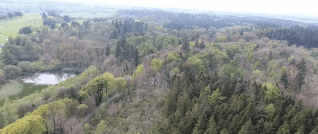Rossmore Forest