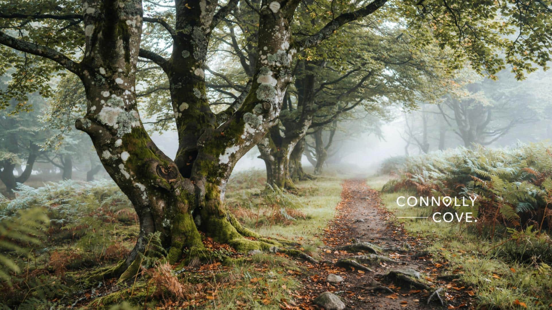 A misty forest path lined with mossy trees and ferns evokes the ancient beauty of Sacred Forests in Ireland. Fallen leaves cover the ground, adding to the enchanting atmosphere. CONNOLLY COVE text appears in the right centre of the image.