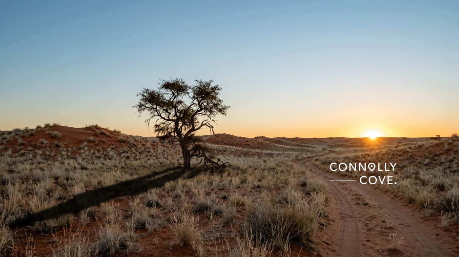 The Kalahari Desert at sunset, with red sand dunes, dry grass and a lone camelthorn tree in Botswana