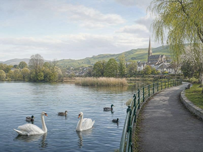 Illustration evoking Kiltonga Wildlife Reserve, with mute swans on a calm lake beside a tarmac lakeside path in spring