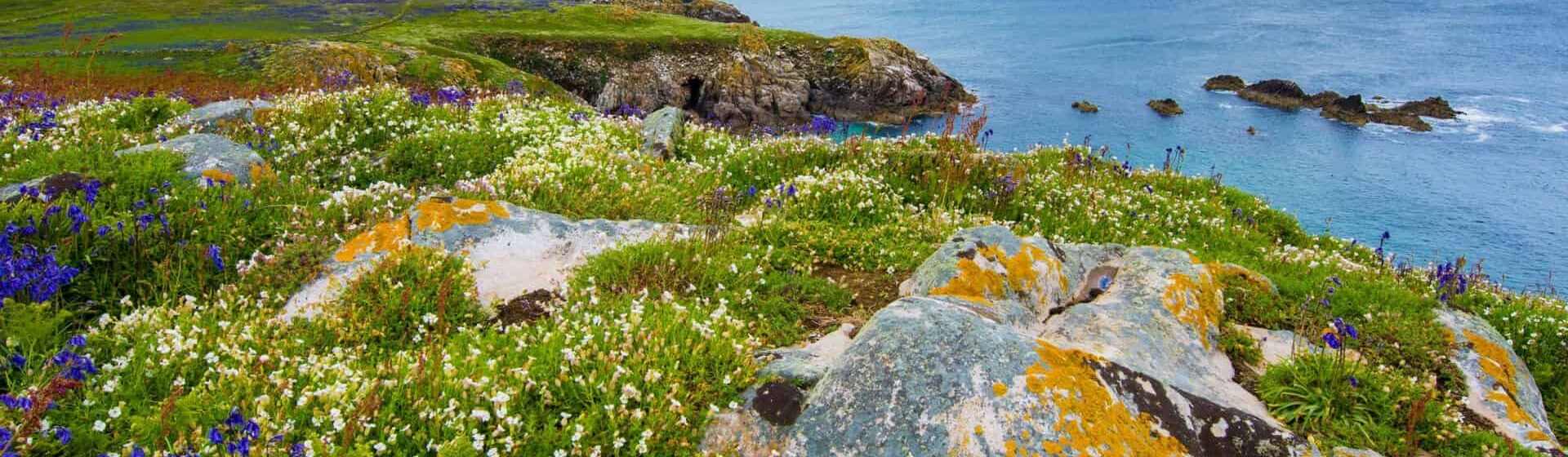 lush-greenery-on-Saltee-Island-Ireland
