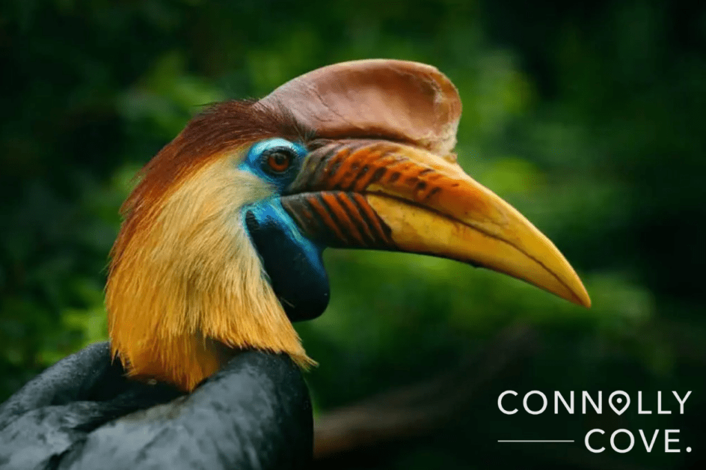 Knobbed hornbill also known as the Rhyticeros Cassidix from Sulawesi