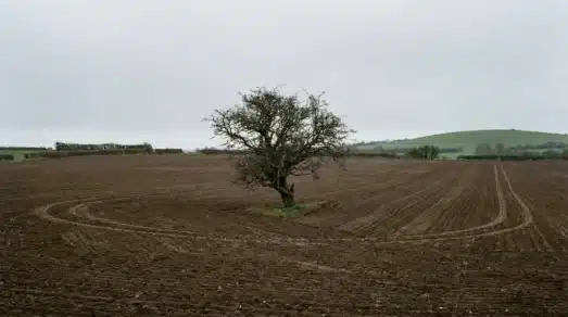 Fairy Trees in Ireland: The Lone Hawthorns Farmers Plough Around