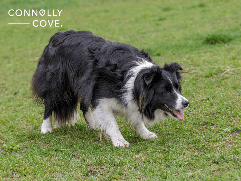 The Timeless Art and Skill of Irish Sheepdog Handling