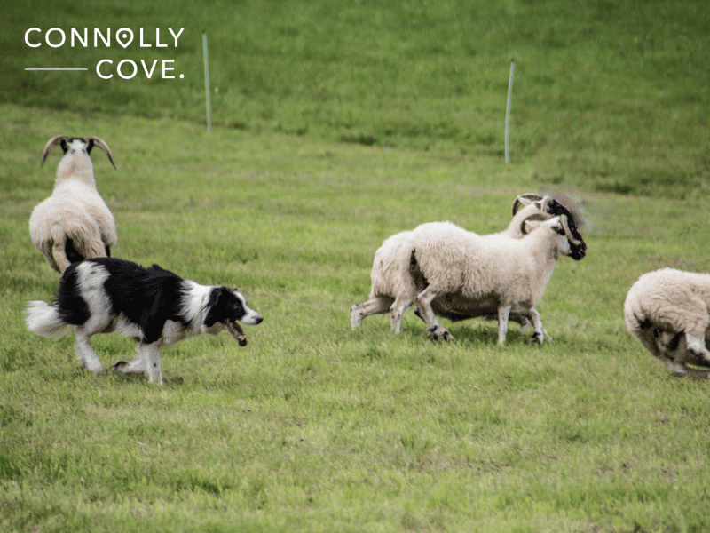 The Timeless Art and Skill of Irish Sheepdog Handling