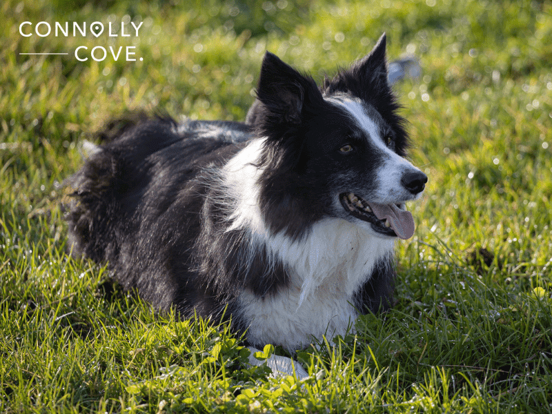 The Timeless Art and Skill of Irish Sheepdog Handling