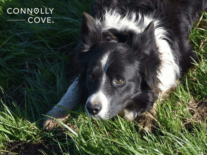 The Timeless Art and Skill of Irish Sheepdog Handling