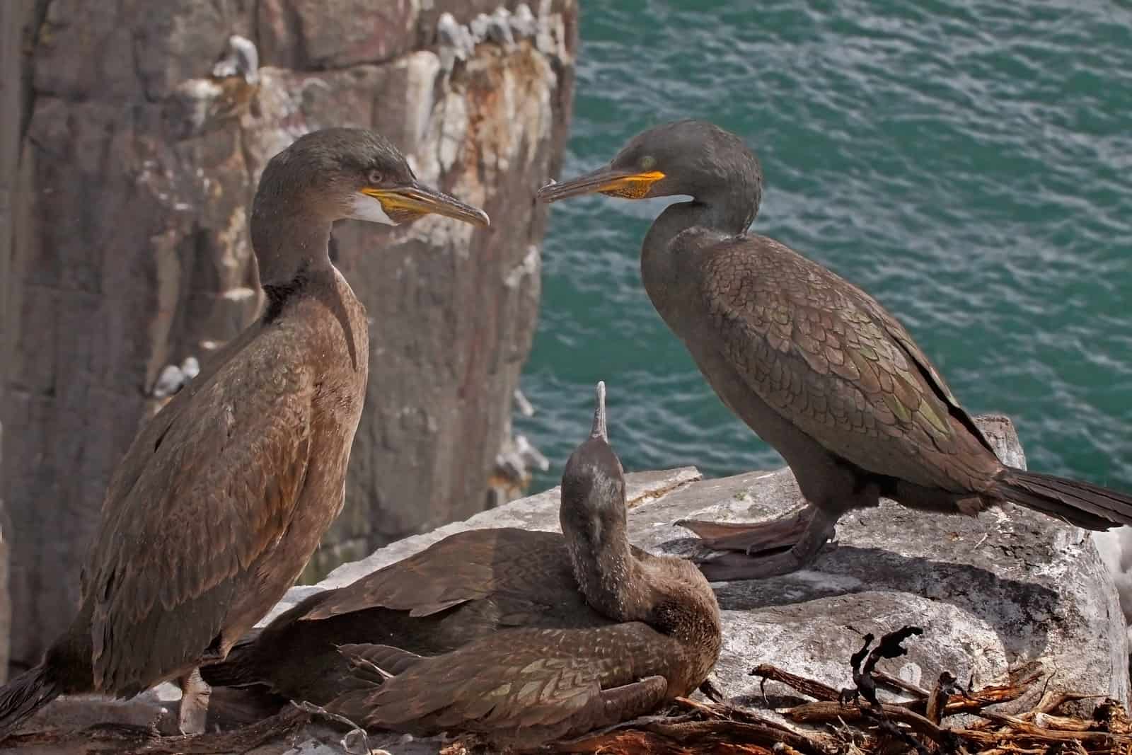 Tourist Attraction: The Giant's Causeway, County Antrim