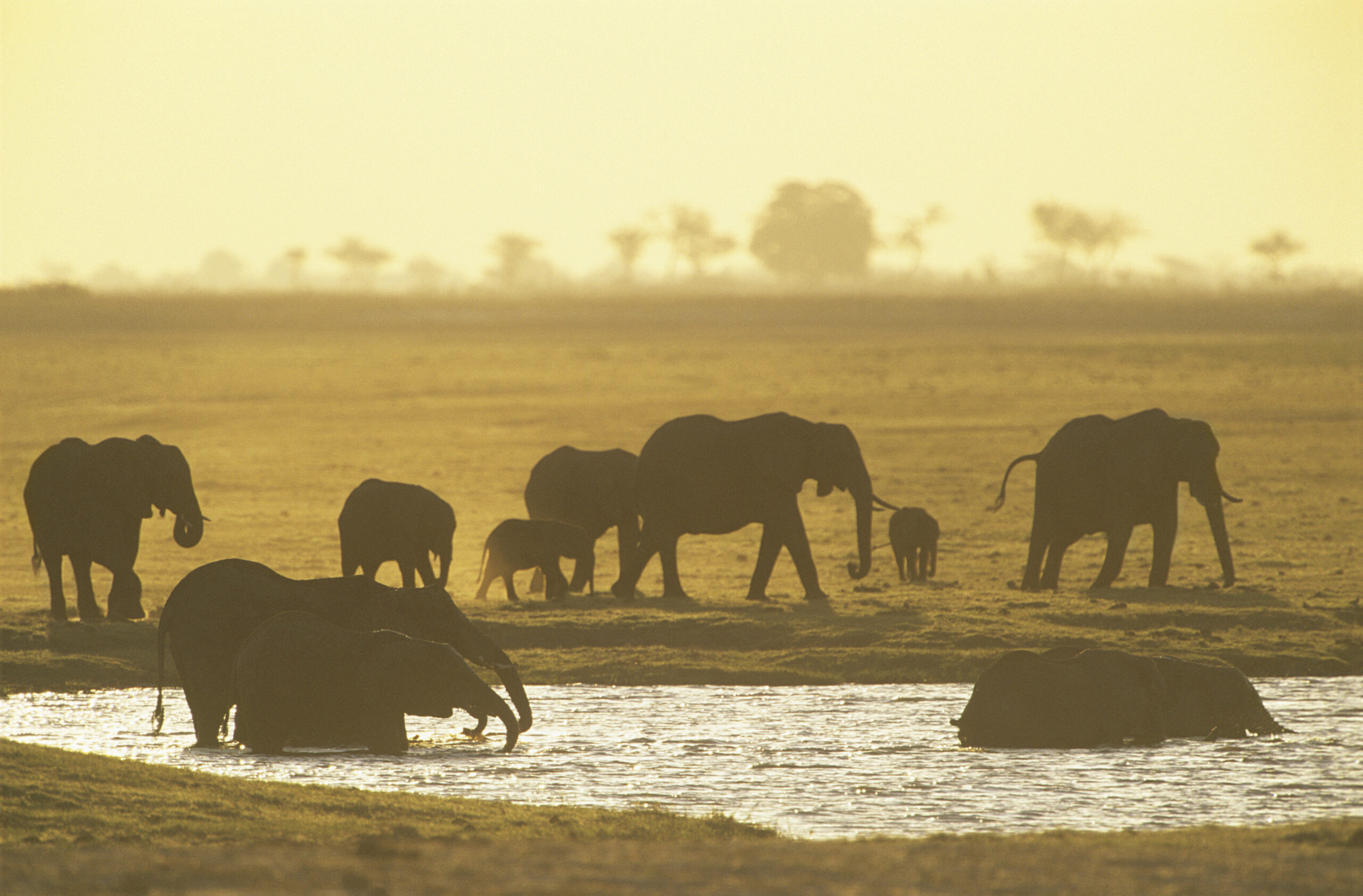 Elephants in South Africa
