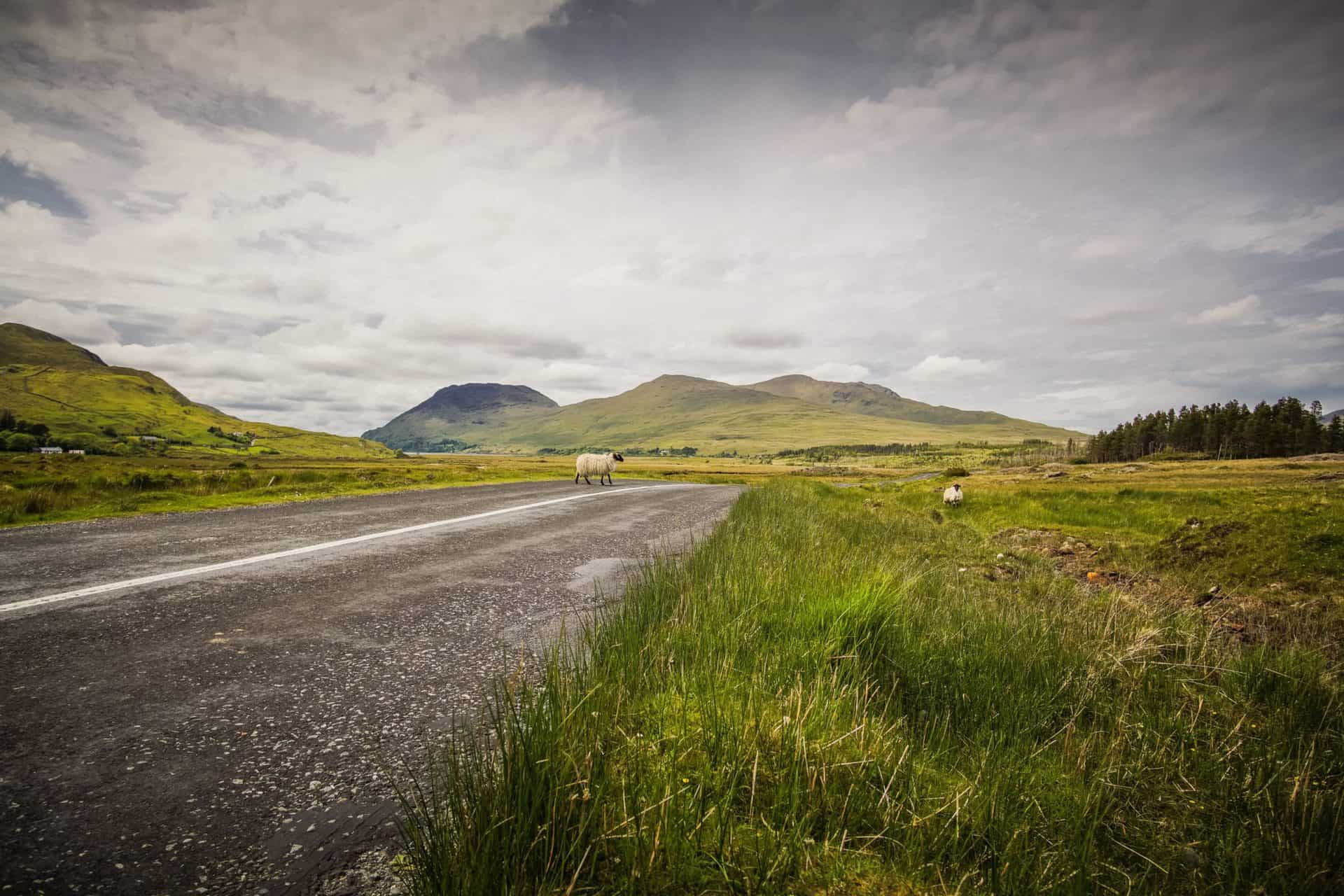 2 sheep crossing the road of the connemara loop hike trail in Ireland