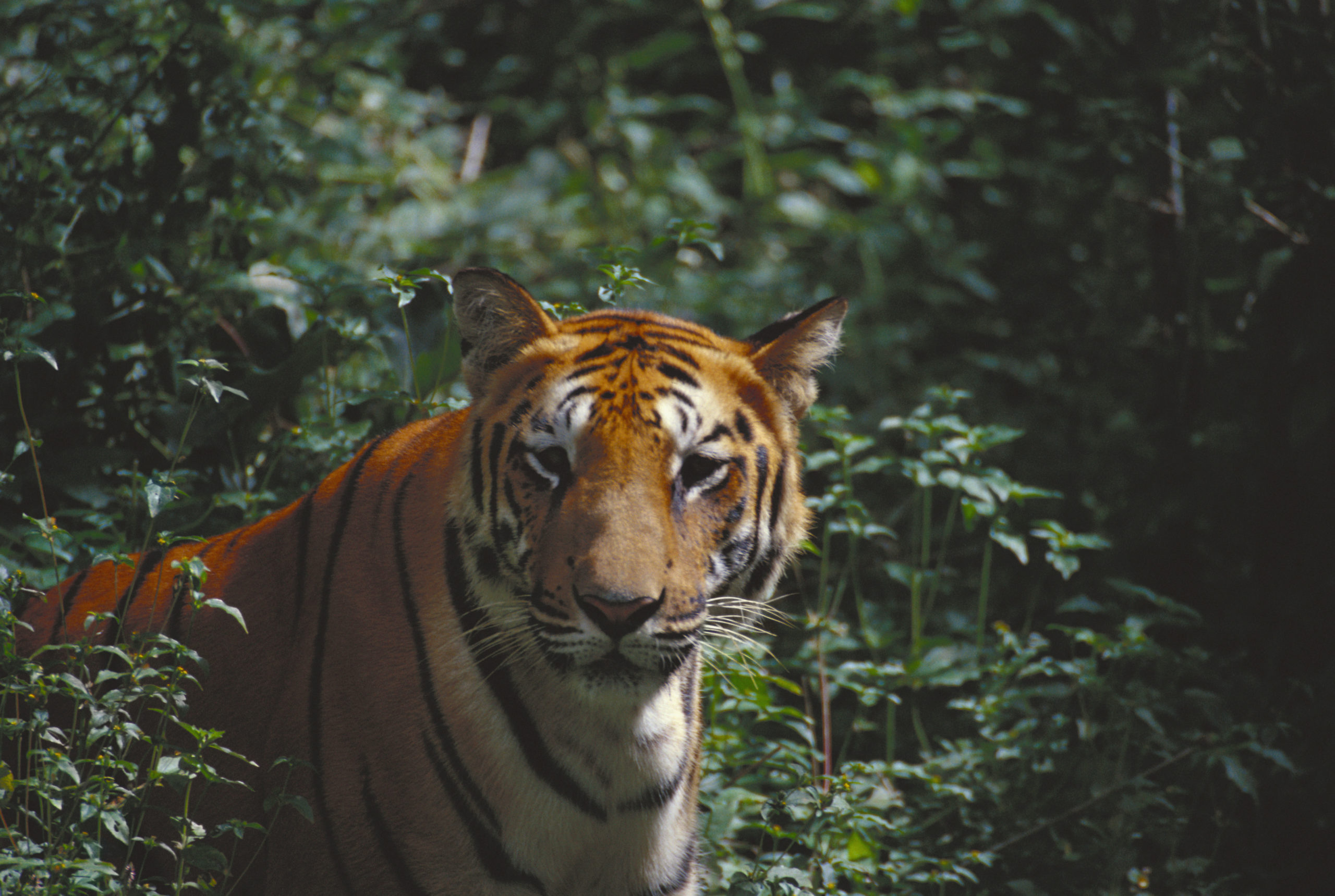 Things to Do in India