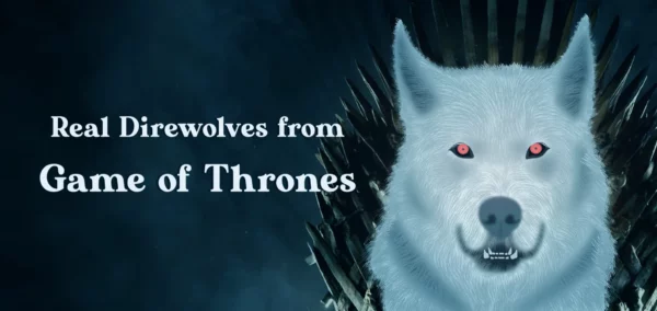 The True Story of Direwolves: From the Amazing Hit Show Game of Thrones to Reality