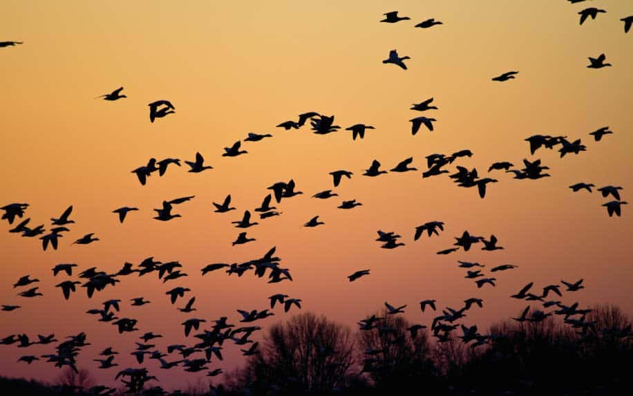 Bird migration at Zaraniq in Al Arish