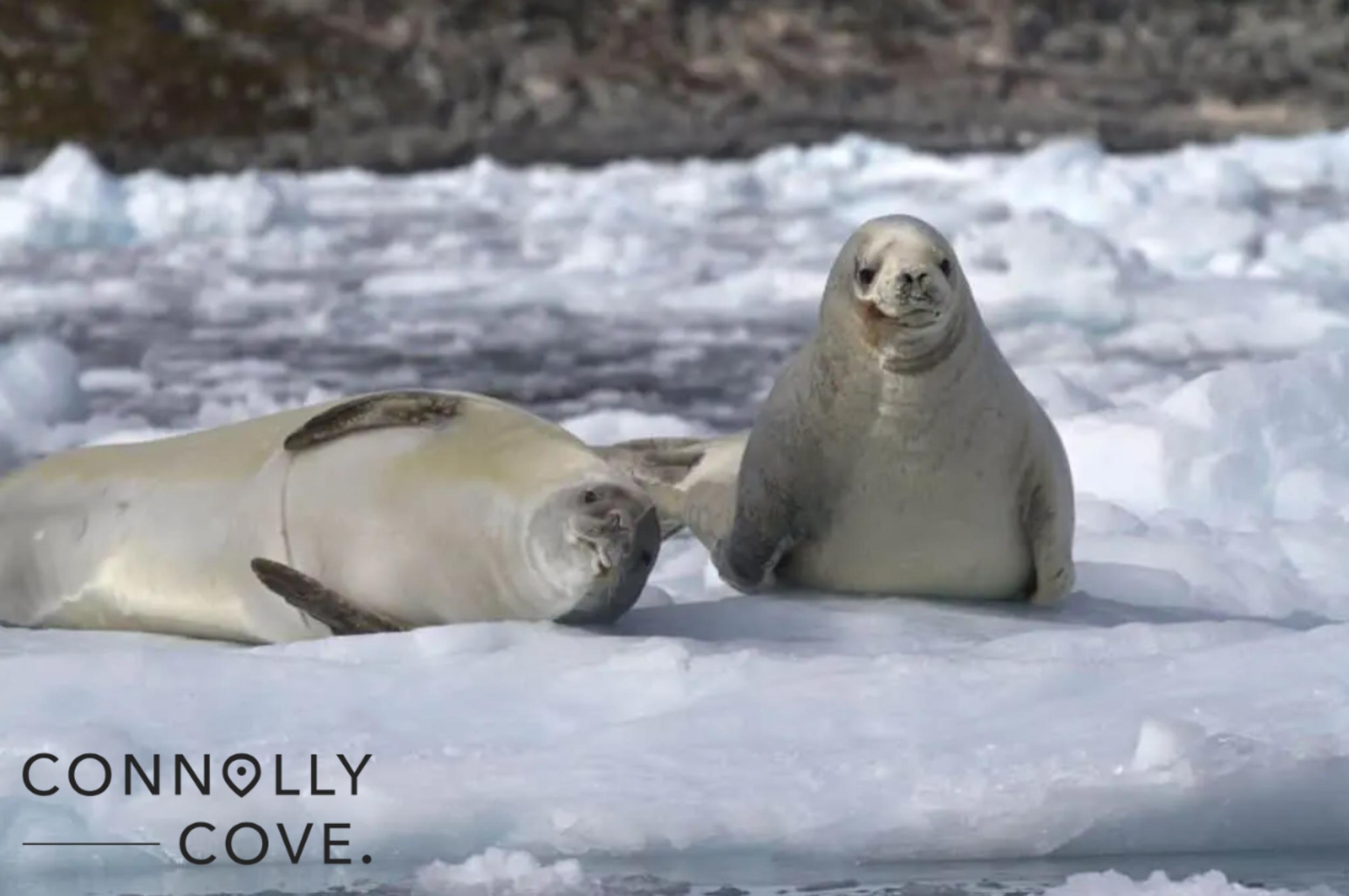 Antarctica 16 min
