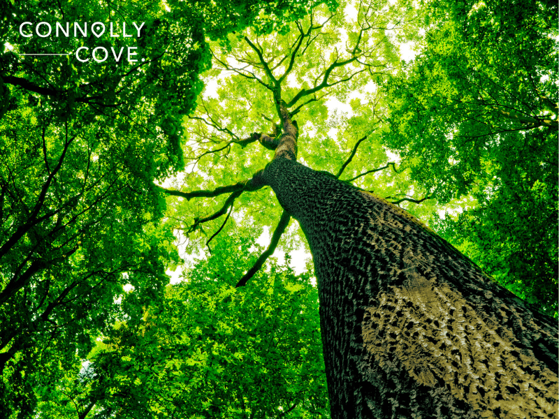 Mythology and Legends of Tree Spirits: Guardians of the Greenwood