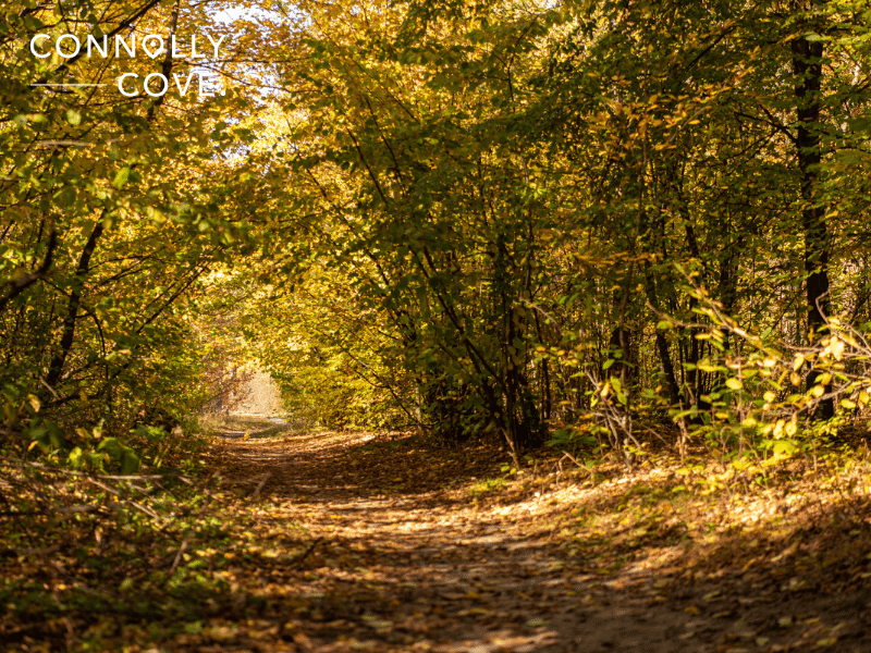 Mythology and Legends of Tree Spirits: Guardians of the Greenwood