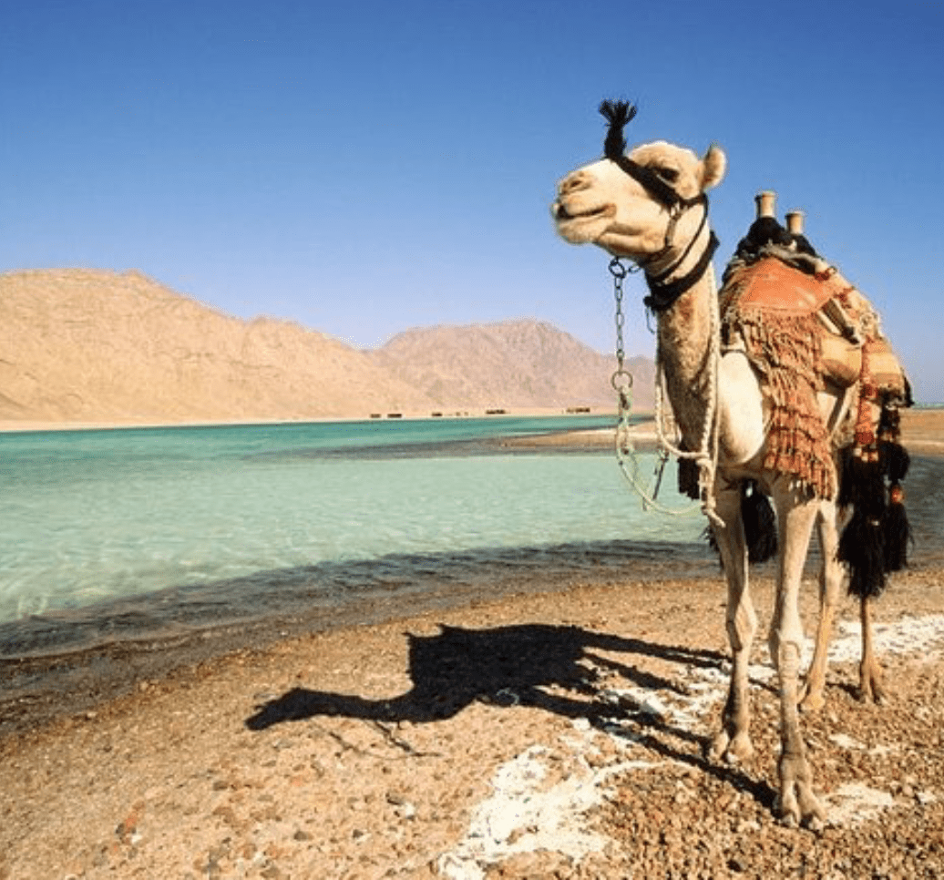 A camel stands besides the Blue Lagoon in Dahab