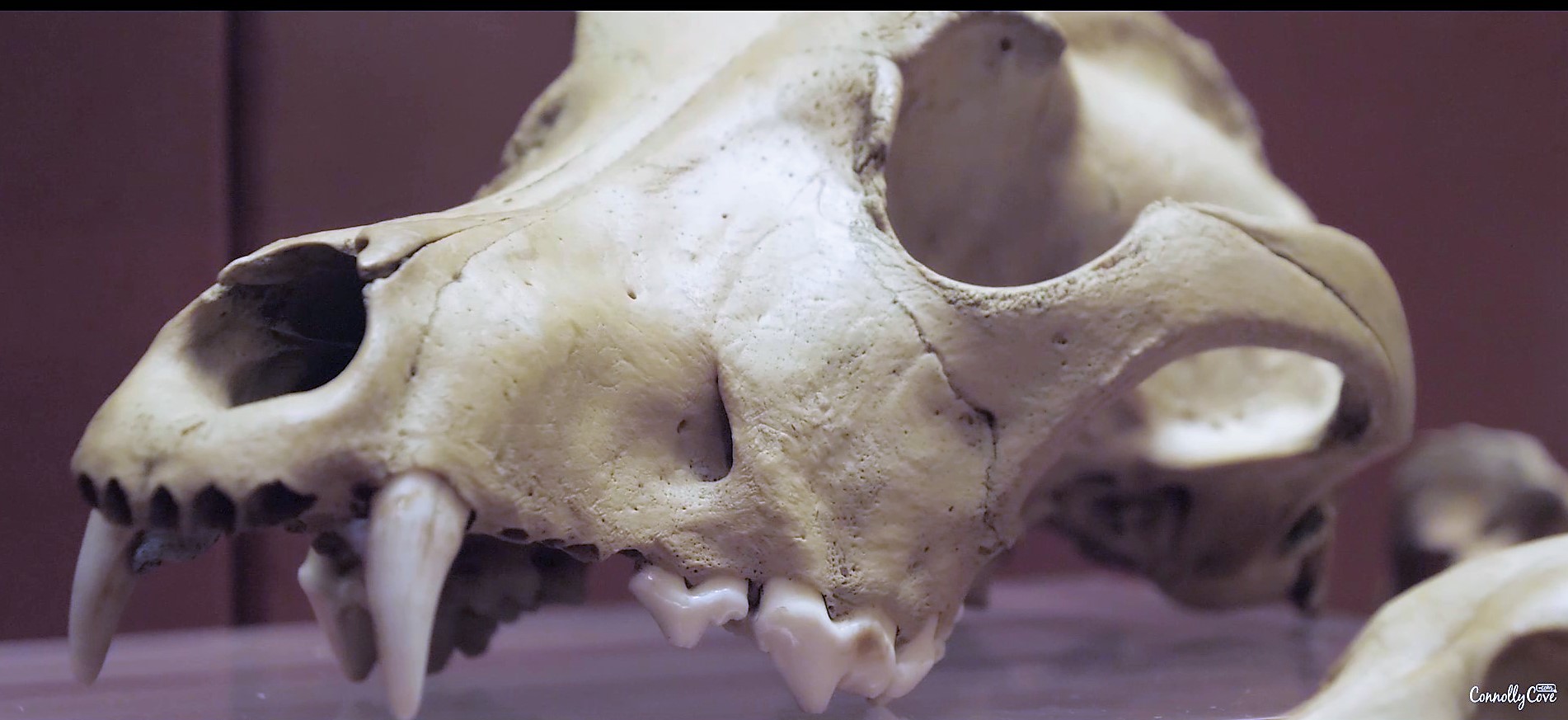 carrickfergus-museum