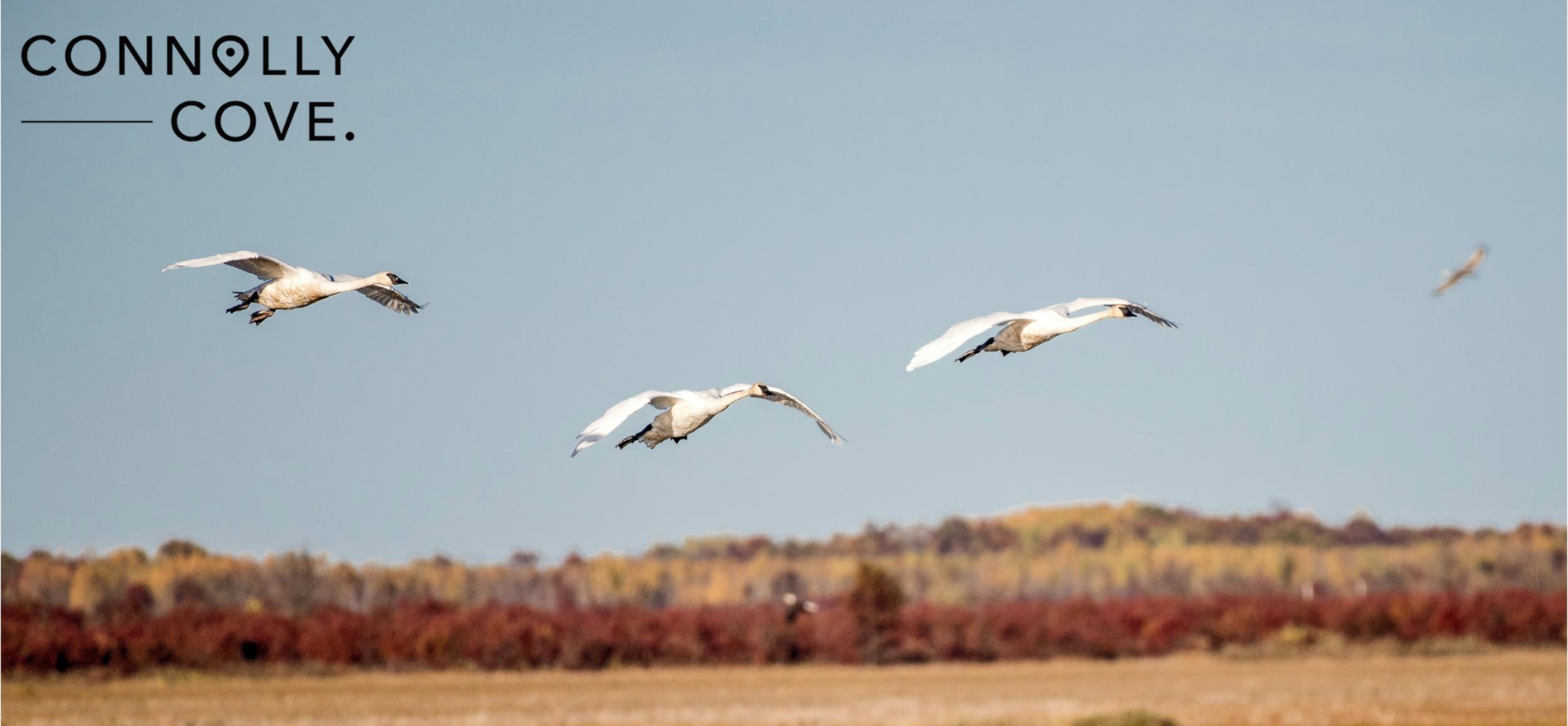 The Children of Lir: A Fascinating Irish Legend