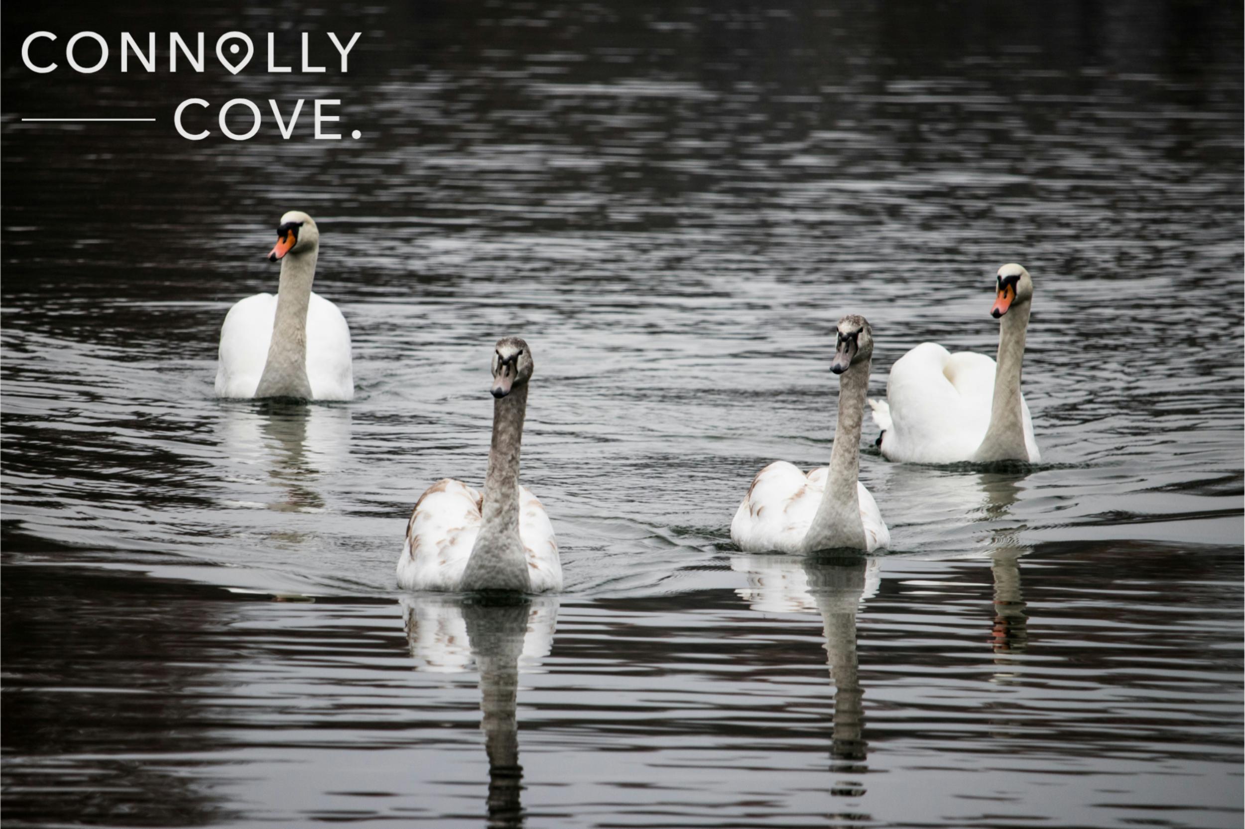The Children of Lir: A Fascinating Irish Legend