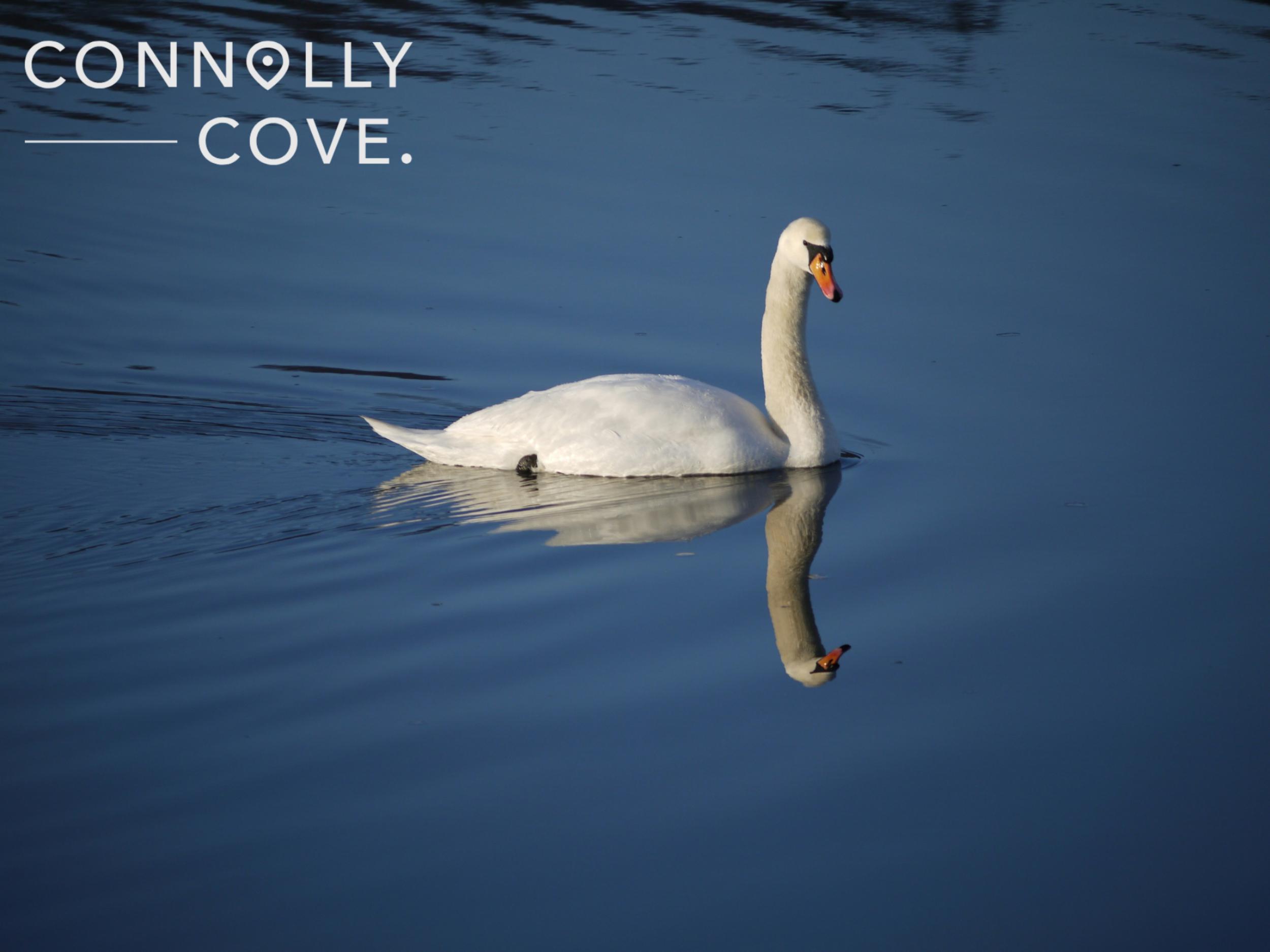 The Children of Lir: A Fascinating Irish Legend