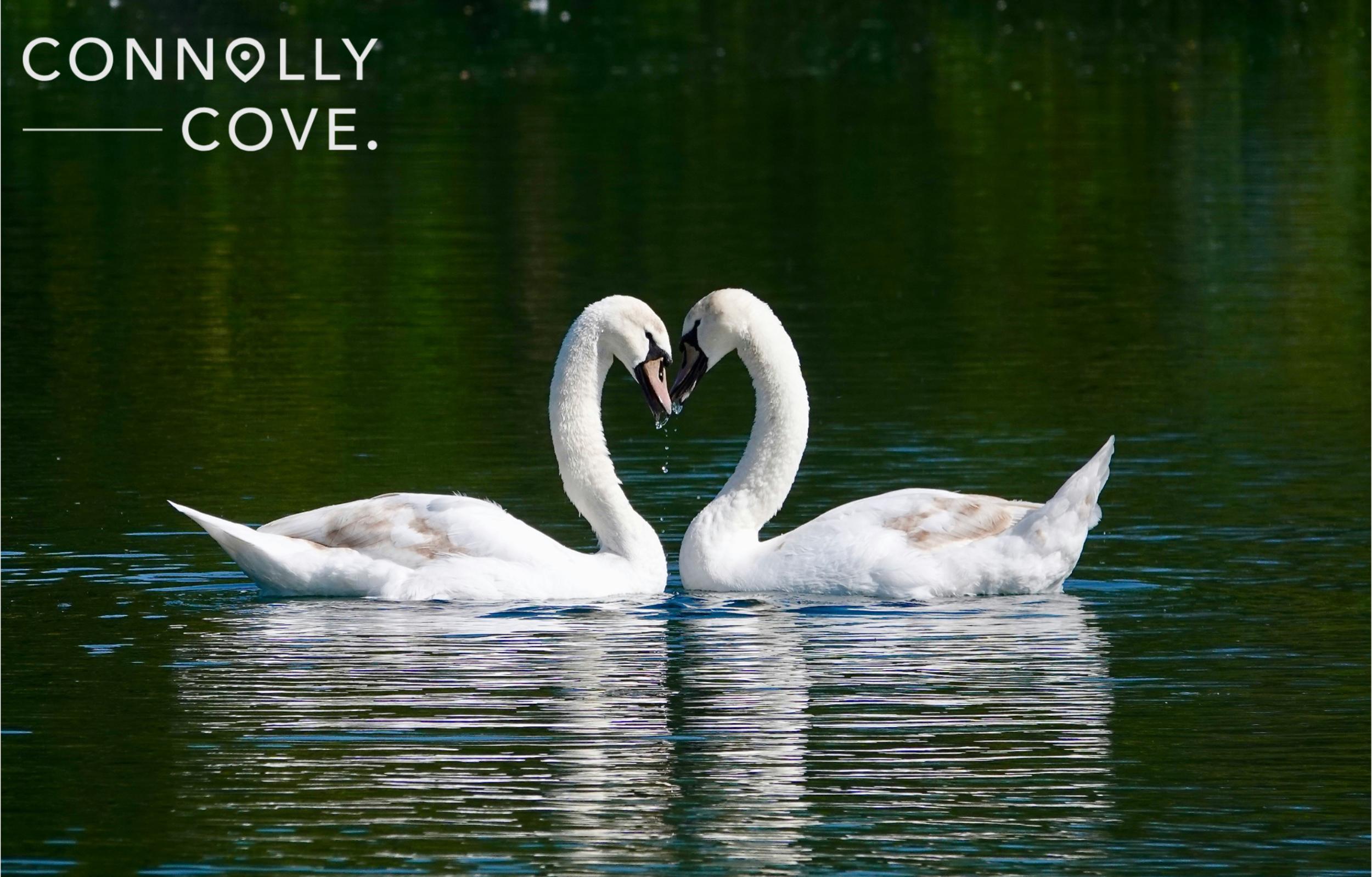 The Children of Lir: A Fascinating Irish Legend