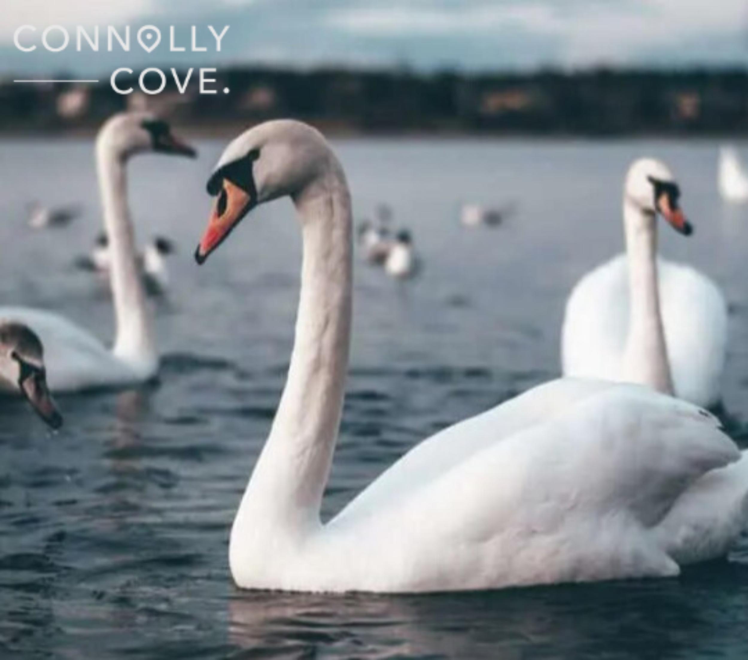 The Children of Lir: A Fascinating Irish Legend