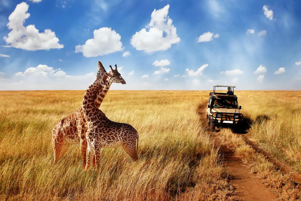 Conservation Safaris: Blending Wildlife Preservation with Responsible Travel