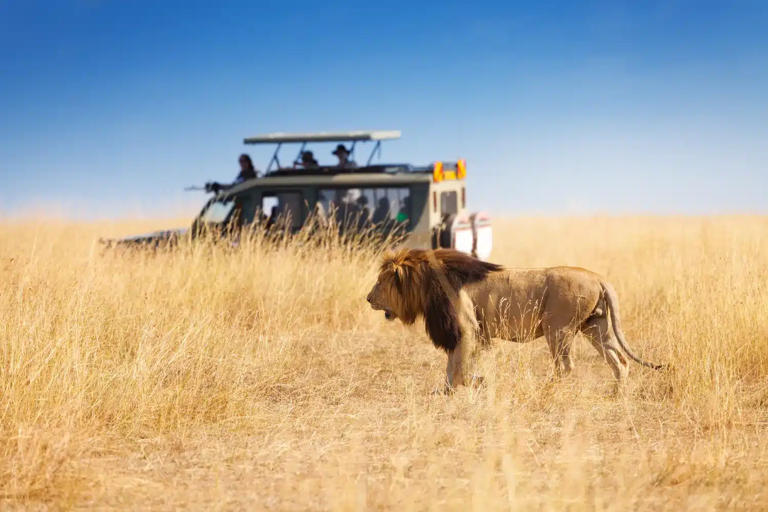 Experience the Best African Safari in These 14 Mesmerising Parks