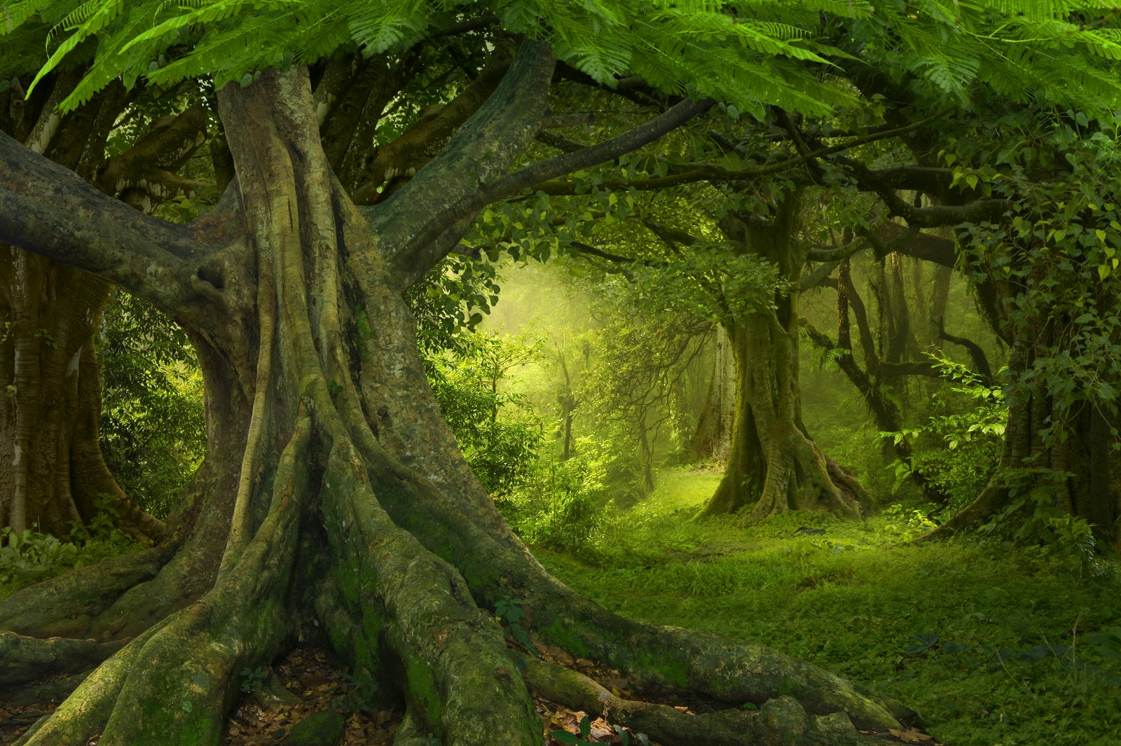 The Cultural Significance of the World’s Ancient Trees: Sentinels of History and Heritage!