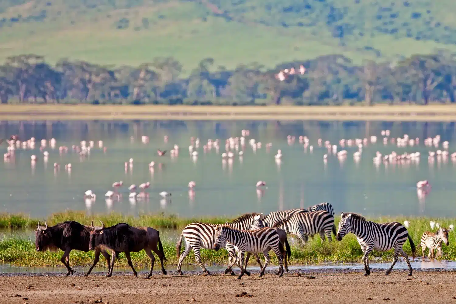 Experience the Best African Safari in These 14 Mesmerising Parks