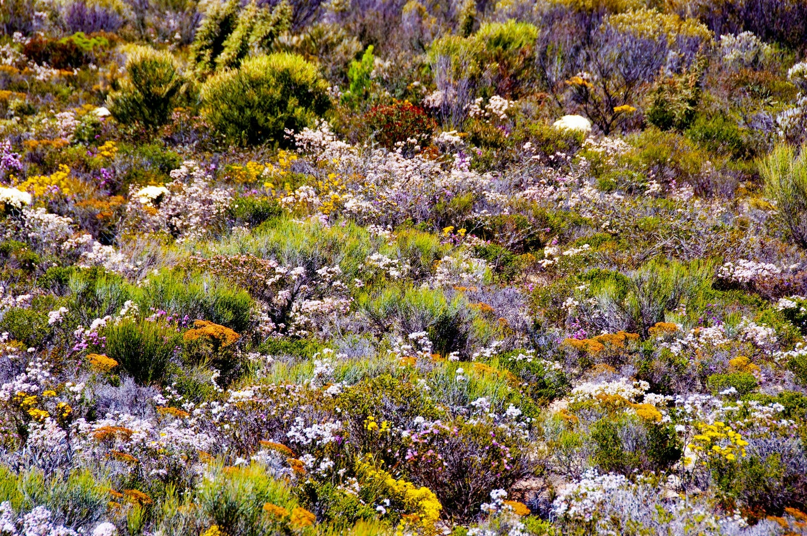 The Flower Blooms of the Desert: Rare and Spectacular Visuals of Arid Beauty