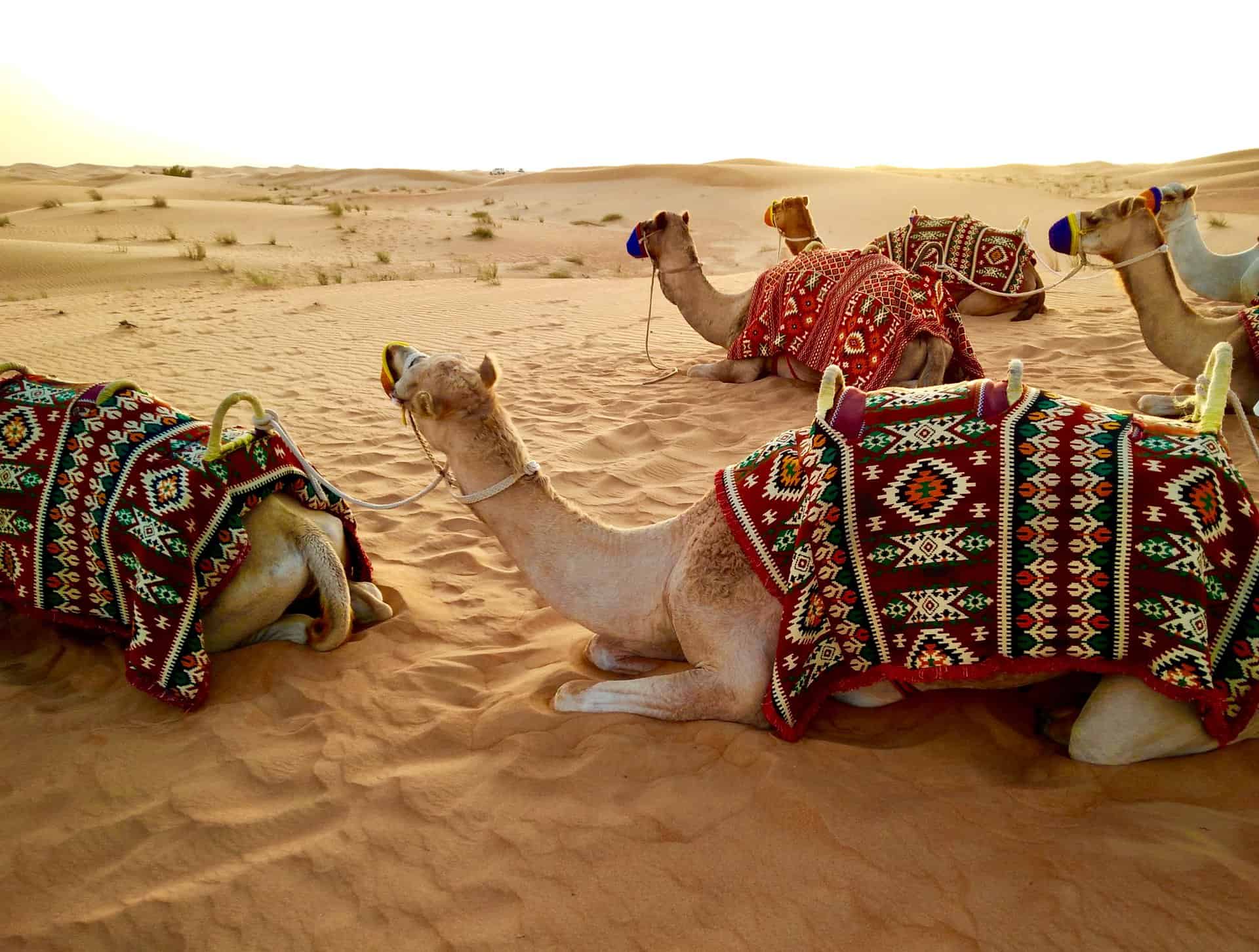 25 Unforgettable Things To Do In Dubai
