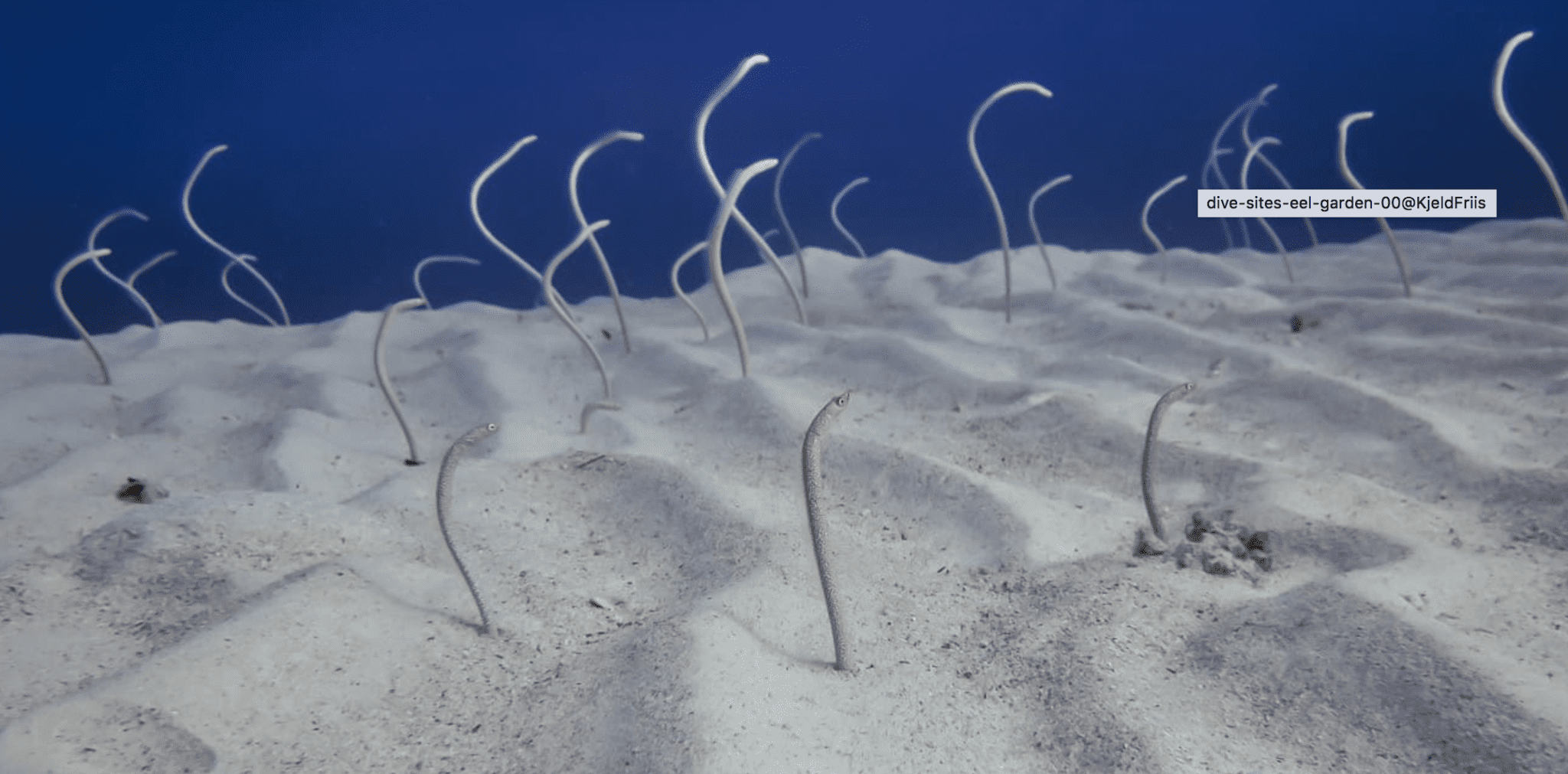Tiny eels poke their heads from the sand in the Eel Garden located in Dahab