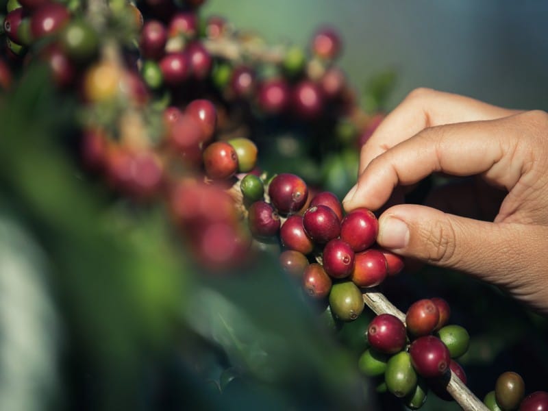 Ethiopian Coffee, hands picking fresh coffee beans
