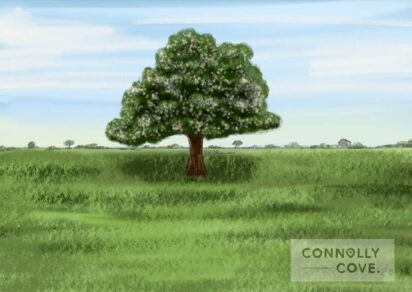 Fairy Trees in Ireland: Exploring Their Folklore & Superstitions