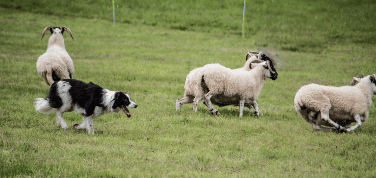 The Timeless Art and Skill of Irish Sheepdog Handling