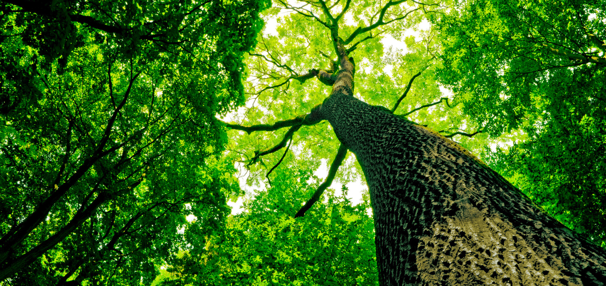 Mythology and Legends of Tree Spirits: Guardians of the Greenwood