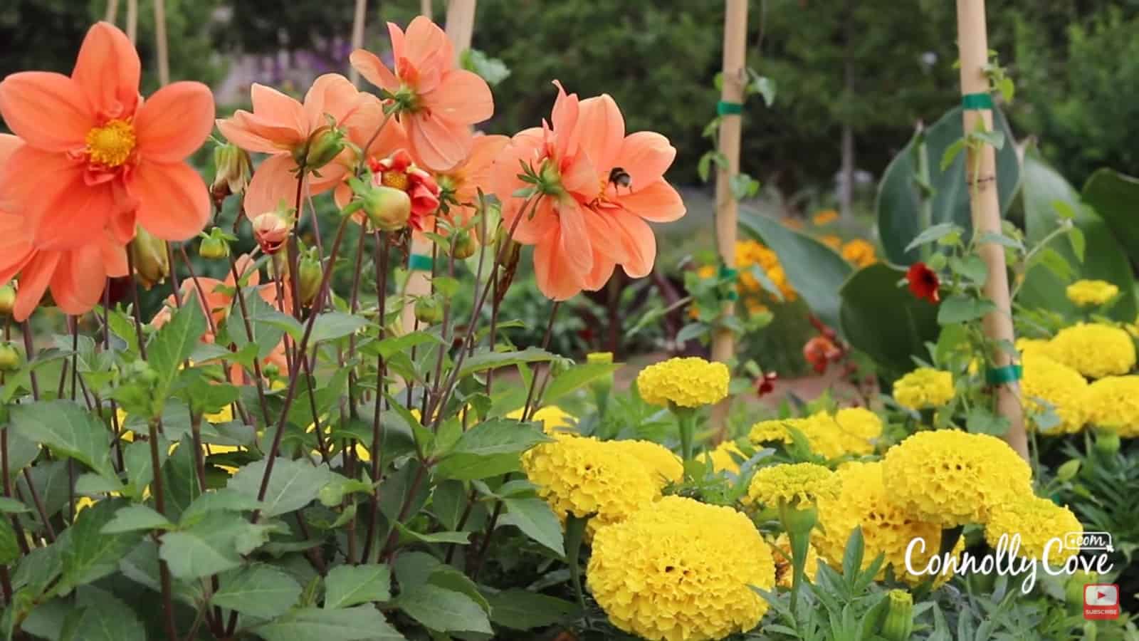 Flowers in the Jardin des Plantes
