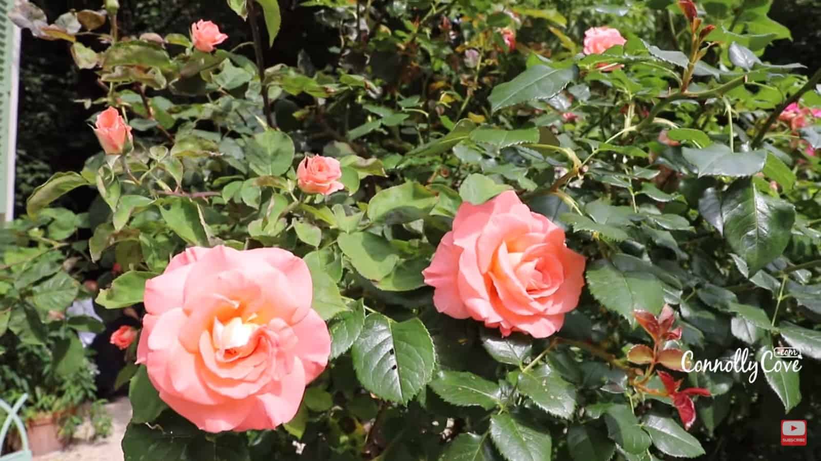 Flowers in the garden of the Museum of Romantic Life