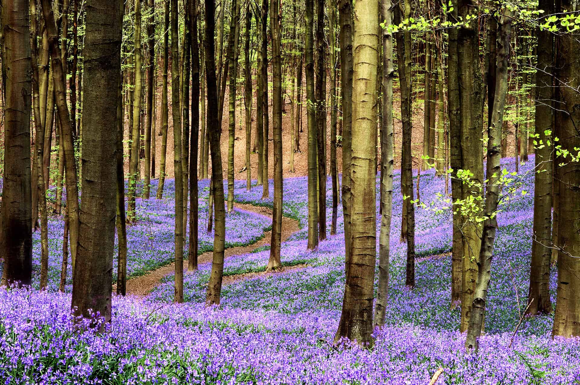 Hallerbos Blue Forest Belgium_Things to do in Belgium