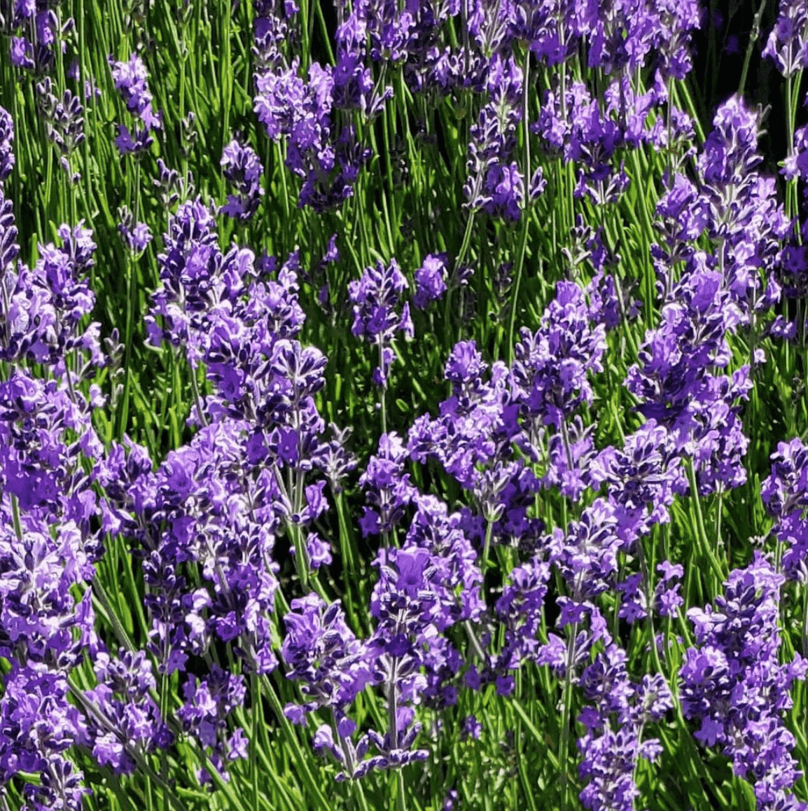 flowers from the La Conner tulip festival in the Pacific Northwest