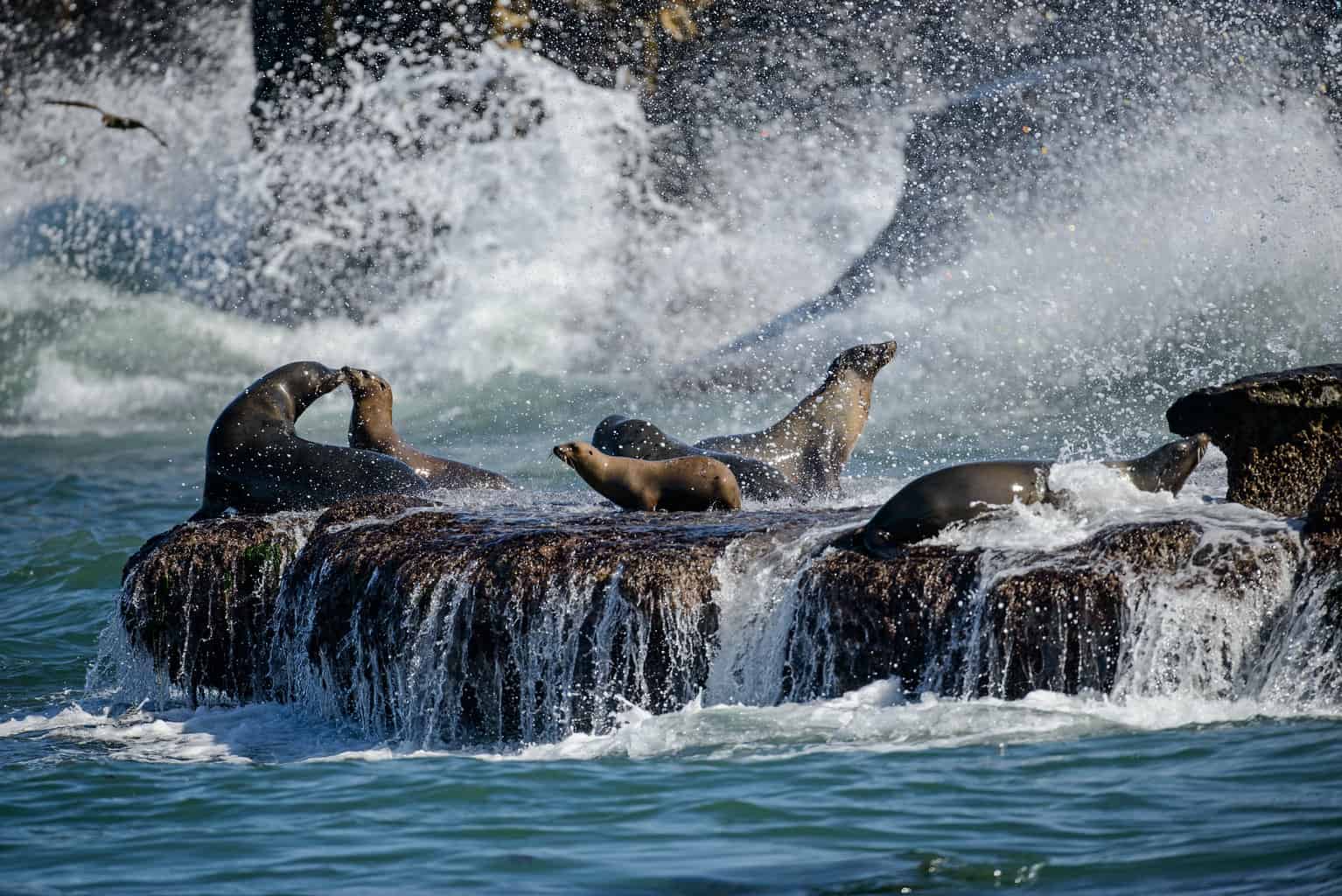 La Jolla 17