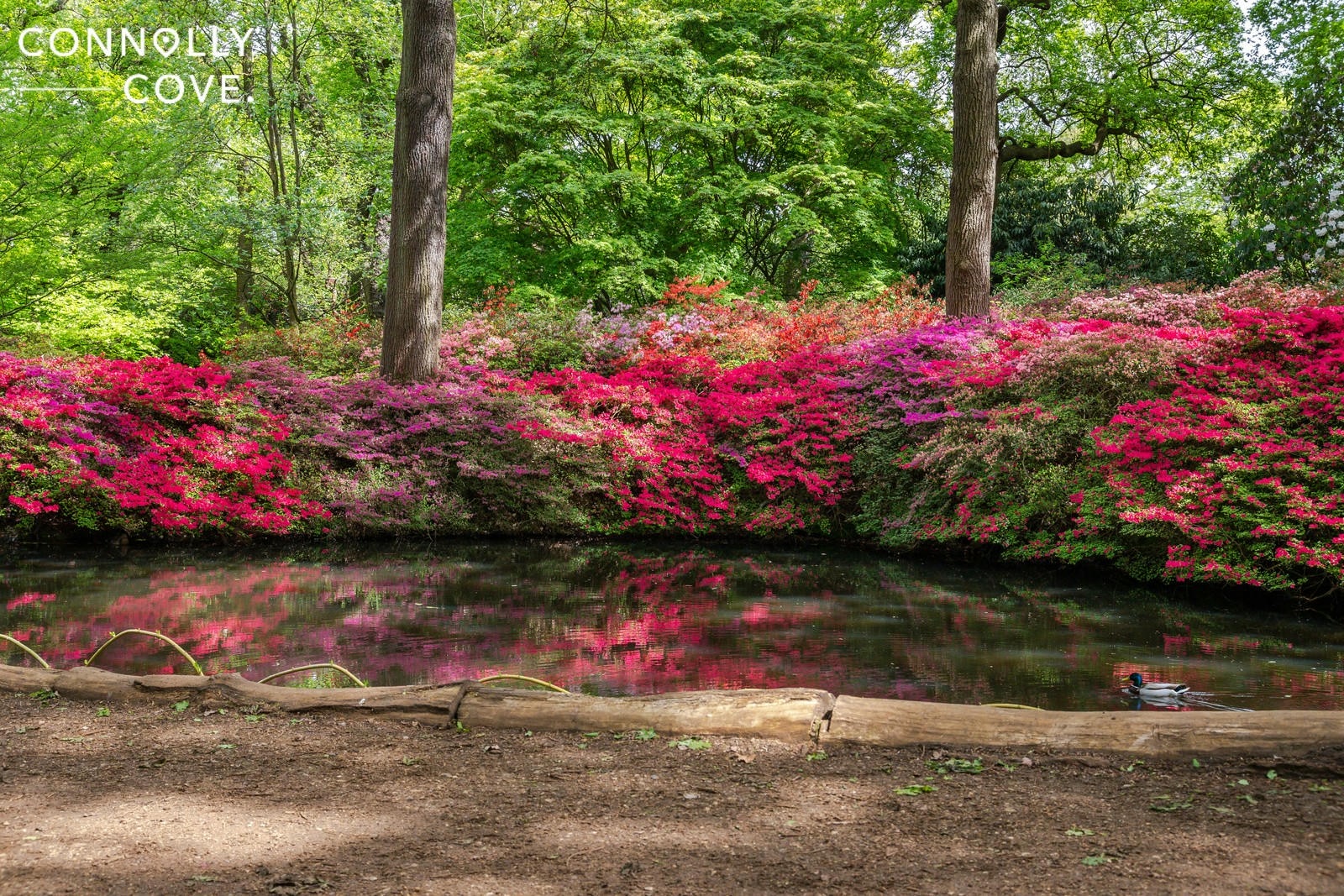 London in the Spring - explore Isabella Plantation's magnificent gardens filled with azaleas and rhododendrons