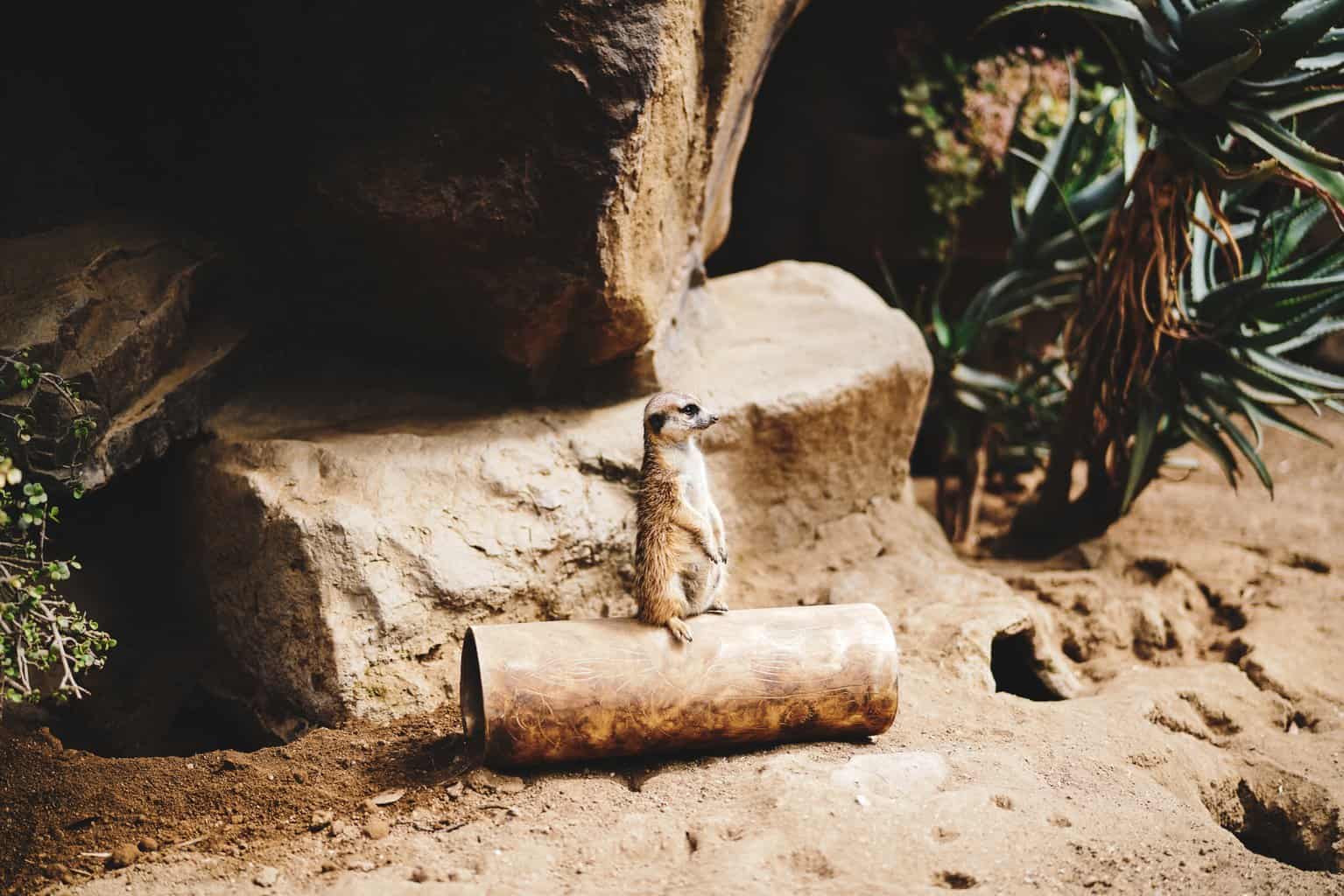 Los Angeles Zoo and Botanical Gardens: 10 Great Things to See ...