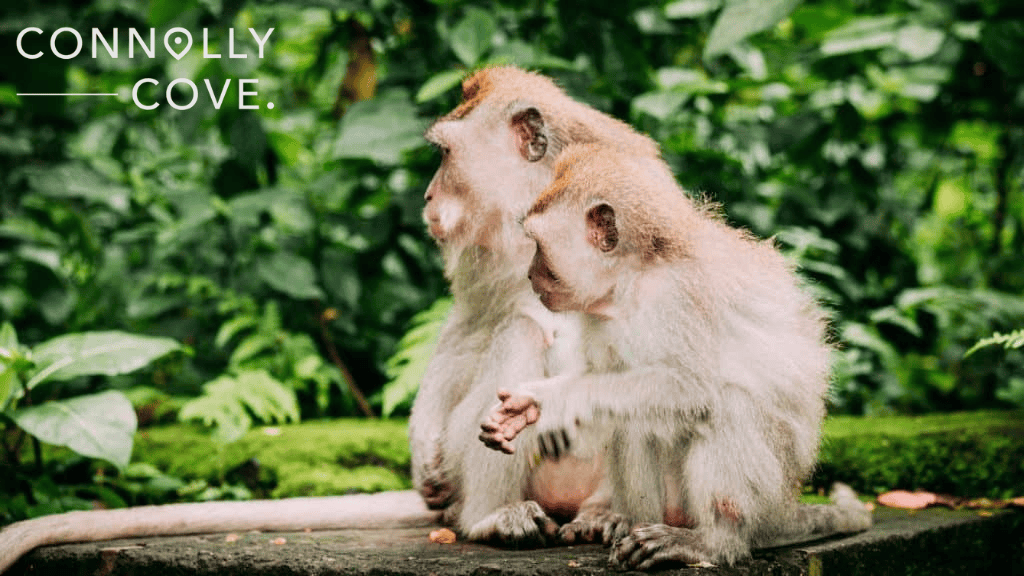 Mother and baby Long Tailed Macaque in Sacred Monkey Forest in Ubud Indonesia